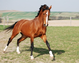 Trzeszczka kopytowa