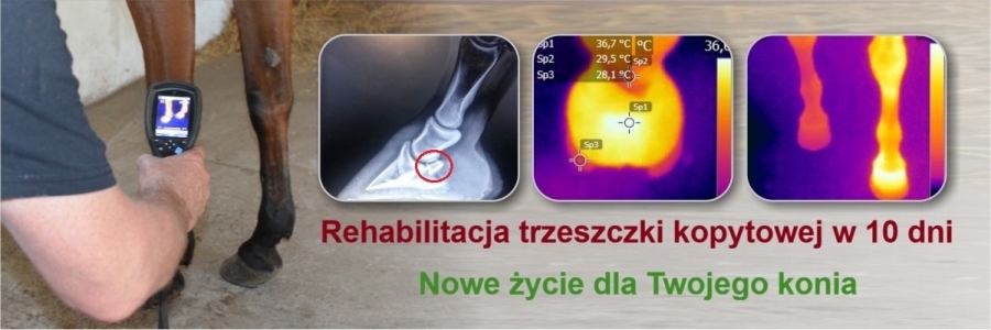 Leczenie trzeszczki kopytowej u konia. Alfred Wrzeszcz Holistyczna Ortopedia Kopyt