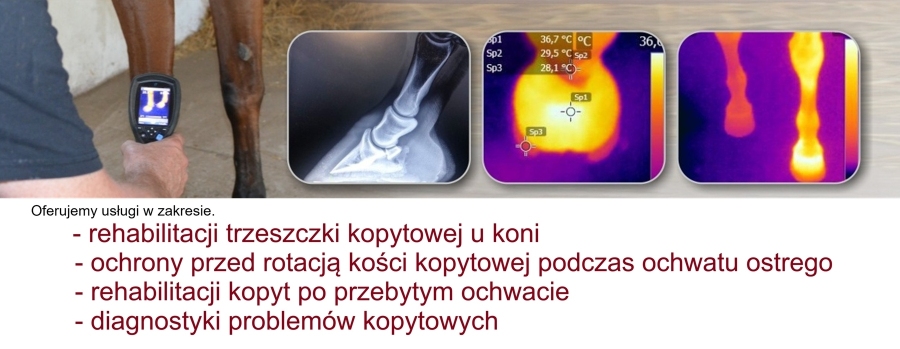 Alfred Wrzeszcz  Holistyczna Ortopedia Kopyt