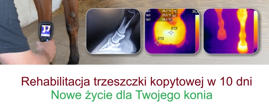  Alfred Wrzeszcz. Rehabilitacja konia trzeszczkowego