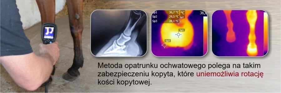 Alfred Wrzeszcz. Ochwat u koni